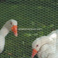 Clôture en grillage de poulet bon marché